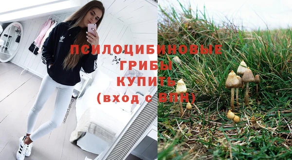 прущие грибы Медвежьегорск